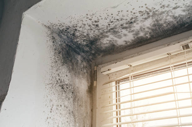 Mold Remediation service in DeWitt, DeWitt, MI